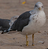ad LBBG in October, ringed in the Netherlands. (60900 bytes)