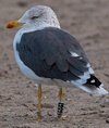 ad LBBG in October, ringed in the Netherlands. (60900 bytes)