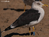 ad LBBG in October, ringed in the Netherlands. (60900 bytes)