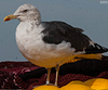 ad LBBG in October, ringed in the Netherlands. (60900 bytes)