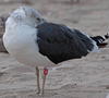 ad LBBG in October, ringed in the Netherlands. (60900 bytes)