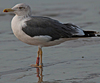 ad LBBG in October, ringed in the Netherlands. (60900 bytes)