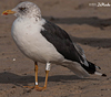 ad LBBG in October, ringed in the Netherlands. (60900 bytes)