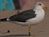 ad LBBG in October, ringed in the Netherlands. (60900 bytes)