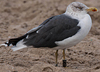 ad LBBG in October, ringed in the Netherlands. (60900 bytes)