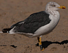 ad LBBG in October, ringed in the Netherlands. (60900 bytes)