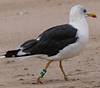 ad LBBG in October, ringed in the Netherlands. (60900 bytes)