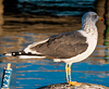 ad LBBG in October, ringed in the Netherlands. (60900 bytes)