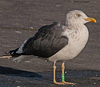 ad LBBG in October, ringed in the Netherlands. (60900 bytes)