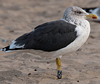 ad LBBG in October, ringed in the Netherlands. (60900 bytes)