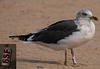 ad LBBG in October, ringed in the Netherlands. (60900 bytes)