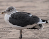 ad LBBG in October, ringed in the Netherlands. (60900 bytes)