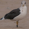 ad LBBG in October, ringed in the Netherlands. (60900 bytes)