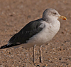 ad LBBG in October, ringed in the Netherlands. (60900 bytes)