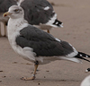 ad LBBG in October, ringed in the Netherlands. (60900 bytes)