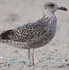 ad LBBG in Januari-April, ringed in the U.K. (72074 bytes)