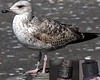 ad LBBG in Januari-April, ringed in the U.K. (72074 bytes)