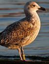 ad LBBG in Januari-April, ringed in the U.K. (72074 bytes)