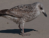 ad LBBG in Januari-April, ringed in the U.K. (72074 bytes)