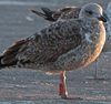 ad LBBG in Januari-April, ringed in the U.K. (72074 bytes)