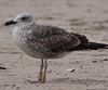 ad LBBG in Januari-April, ringed in the U.K. (72074 bytes)