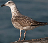 ad LBBG in Januari-April, ringed in the U.K. (72074 bytes)