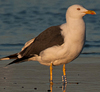 ad LBBG in Januari-April, ringed in the U.K. (72074 bytes)