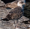 ad LBBG in Januari-April, ringed in the U.K. (72074 bytes)