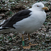 ad LBBG in Januari-April, ringed in the U.K. (72074 bytes)