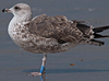 juvenile LBBG, ringed in the Netherlands. 