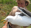 adult LBBG Dutch intergrade in September, ringed in the Netherlands. (85708 bytes)