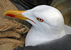 adult LBBG Dutch intergrade in September, ringed in the Netherlands. (85708 bytes)