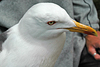 adult LBBG Dutch intergrade in September, ringed in the Netherlands. (85708 bytes)