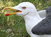 adult LBBG Dutch intergrade in September, ringed in the Netherlands. (85708 bytes)