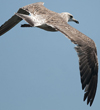 3cy graellsii LBBG in June, ringed in the Netherlands. (135385 bytes)