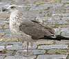 6437cy2.jpg (80865 bytes)