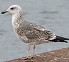 6437cy2.jpg (80865 bytes)