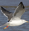 juvenile LBBG, ringed in the Netherlands. 