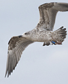 juvenile LBBG, ringed in the Netherlands.