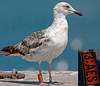 3cy graellsii LBBG in June, ringed in the Netherlands. (135385 bytes)