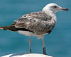 3cy graellsii LBBG in June, ringed in the Netherlands. (135385 bytes)