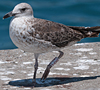 3cy graellsii LBBG in June, ringed in the Netherlands. (135385 bytes)
