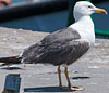 ad LBBG in Januari-April, ringed in the U.K. (72074 bytes)