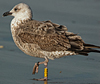 ad LBBG in Januari-April, ringed in the U.K. (72074 bytes)