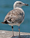 3cy graellsii LBBG in June, ringed in the Netherlands. (135385 bytes)