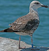 3cy graellsii LBBG in June, ringed in the Netherlands. (135385 bytes)