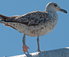 ad LBBG in Januari-April, ringed in the U.K. (72074 bytes)