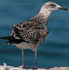 ad LBBG in October, ringed in the Netherlands. (60900 bytes)