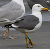 juvenile LBBG in October, ringed in Norway. (131273 bytes)