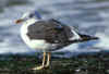 adult intermedius in October, ringed in Denmark.